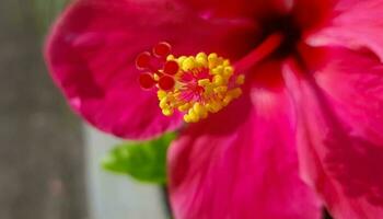 Beautiful close up of pink flower Pink allamanda or Allamanda blanchetii A DC, or Apocynaceae or kembang sepatu photo