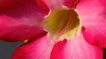 Beautiful close up of pink flower Pink allamanda or Allamanda blanchetii A DC, or Apocynaceae or kembang sepatu photo