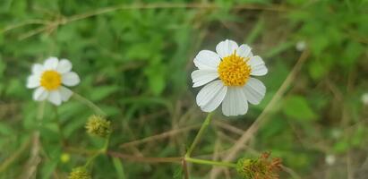 Beautiful Daisy flowers with green foliage or Bellis perennis L, or Compositae blooming in the park during sunlight of summer day photo