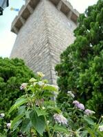 hills tree flower together natural photo