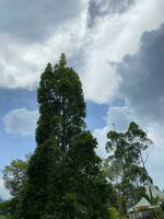 hills tree flower together natural photo