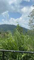 hills tree flower together natural photo