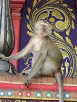 monkey in forest photo