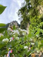 natural flowers so nice photo