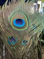 peacock feather so nice photo