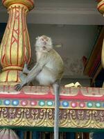 monkey in forest photo