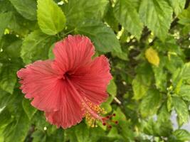 Natural trees flowers and garden photo