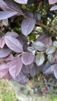 hills tree flower together natural photo
