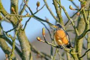 American robin perched on a red horse chestnut branch photo