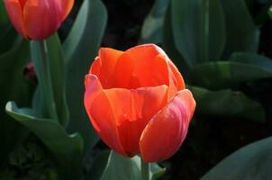 Red tulip in a sunny summer photo
