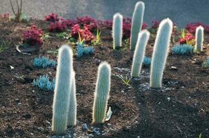 pequeños cactus puntiagudos en la noche foto