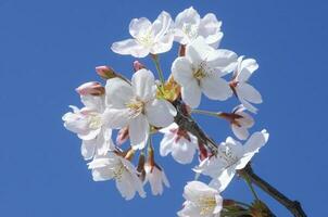 White cherry blossom blooming and blue sky photo