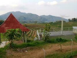 A small house in the middle of a rice field as a resting place for farmers photo