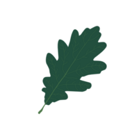 estetico buio verde foglia illustrazione png