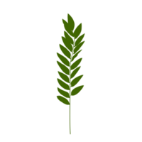 Illustration of green leaves icon png