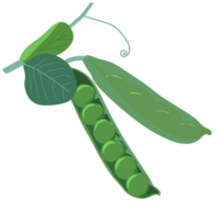 Illustration of a pea with its leaves png