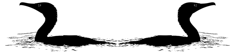 paire de le noir héron oiseau, egretta ardesiaca, aussi connu comme le noir aigrette silhouette pour art illustration, logo, pictogramme, site Internet, ou graphique conception élément. format png