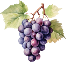 les raisins fruit aquarelle. ai généré png