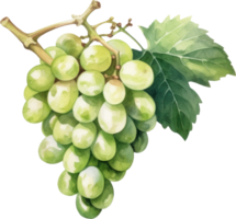 les raisins fruit aquarelle. ai généré png