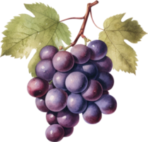 uvas Fruta acuarela. ai generativo png