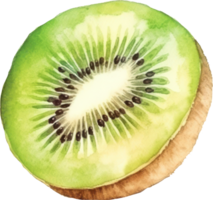 Kiwi Fruit Watercolor. d png