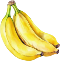 Banana Fruit Watercolor. d png