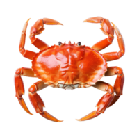 Crabe isolé. illustration ai génératif png