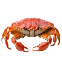 Crabe isolé. illustration ai génératif png