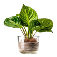 planta de casa en maceta. ilustración ai generativo png