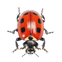 Ladybug isolated. Illustration png