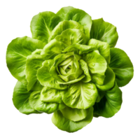 Green fresh lettuce. Illustration png