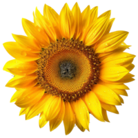 Sonnenblume isoliert. Illustration ai generativ png