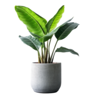 Banana plant in flowerpot. Illustration png