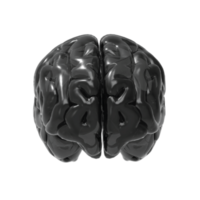 cerveau isolé 3d le rendu png