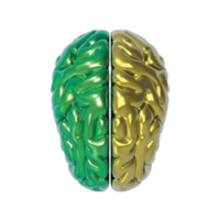 cerveau isolé 3d le rendu png