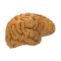 Brain isolated 3d rendering png