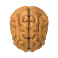 cerveau isolé 3d le rendu png