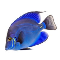 Blue tang fish on transparent background, created with png