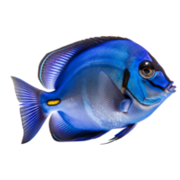 Blue tang fish on transparent background, created with png