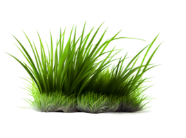 Green grass, created with png