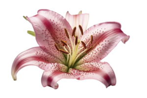 Pink lilly flower on transparent background, created with png