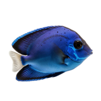 Blue tang fish on transparent background, created with png