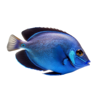 Blue tang fish on transparent background, created with png