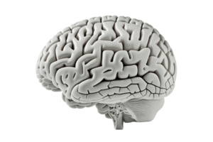 Human brain on transparent background, created with png