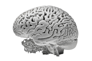 humano cerebro en transparente fondo, creado con generativo ai png