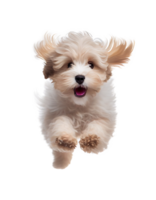 Playful puppy maltipoo dog running toward camera isolated on transparent background, created with png