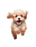 Playful puppy maltipoo dog running toward camera isolated on transparent background, created with png