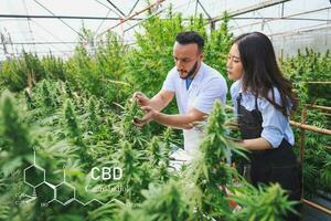 agricultores y investigadores conjuntamente inspeccionar el cáñamo árbol en el invernadero herbario alternativa tratamiento concepto, cbd cáñamo aceite, farmacéutico industria. foto