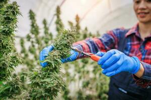 agricultores son inspeccionando y corte cáñamo plantas. a investigación alternativa médico canabis. cultivado orgánico cáñamo hierba marijuana cáñamo petróleo cbd farmacéutico industria. foto