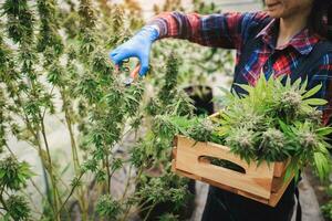 agricultores son inspeccionando y corte cáñamo plantas. a investigación alternativa médico canabis. cultivado orgánico cáñamo hierba marijuana cáñamo petróleo cbd farmacéutico industria. foto